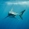 Shark-UF-News.jpg