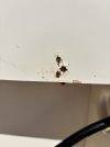 IMG_1112.jpeg