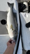 dock bass 2026 Medium.jpeg