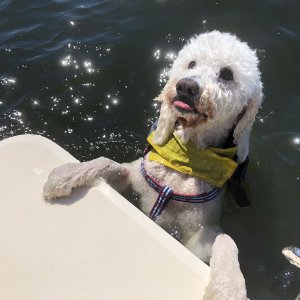 Saba swimming with Tommy Girl