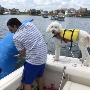 Tommy Girl with Saba getting ready to swim