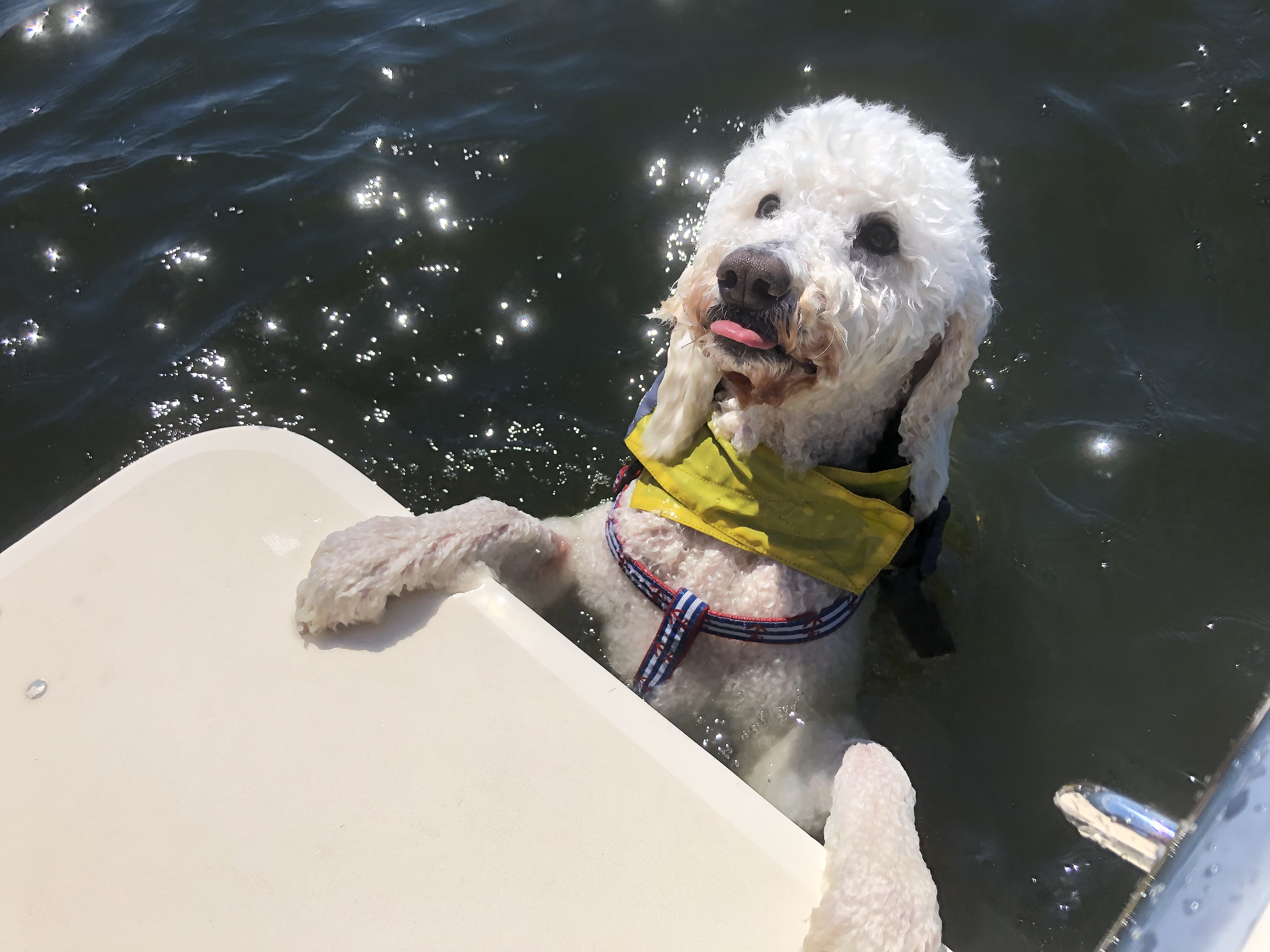 Saba swimming with Tommy Girl