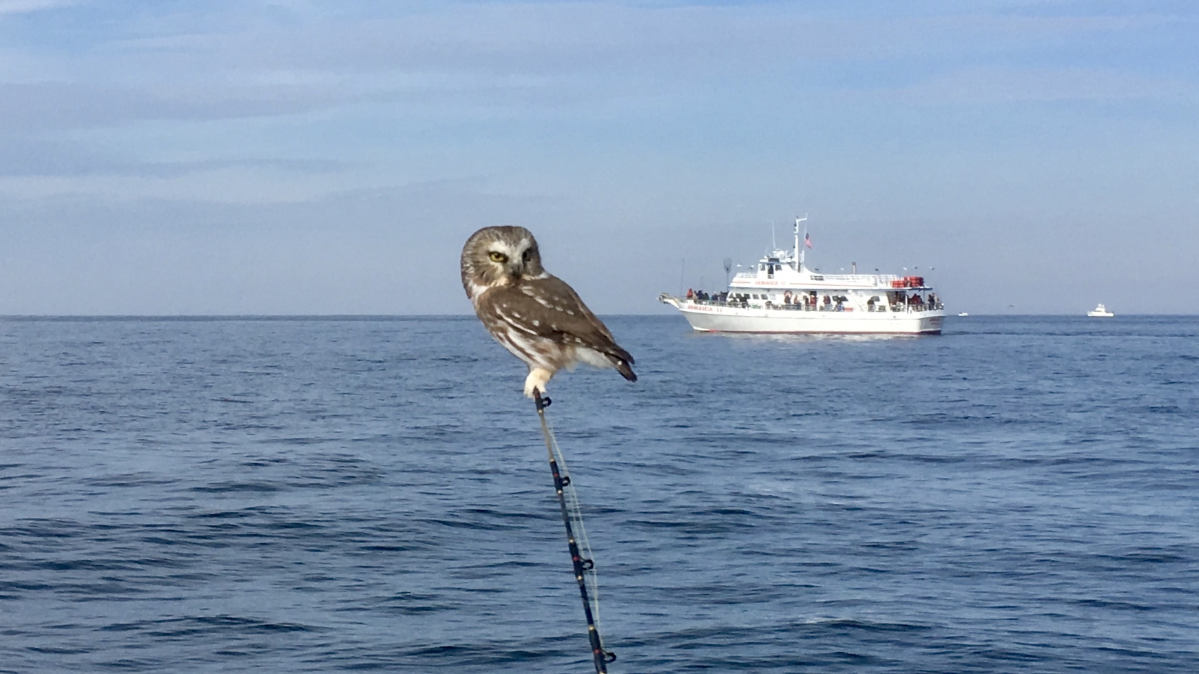 saw-whet owl.jpeg